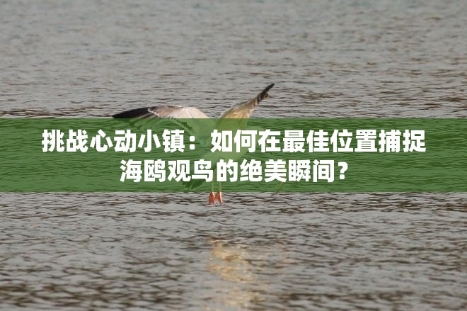 挑戰(zhàn)心動(dòng)小鎮(zhèn)：如何在最佳位置捕捉海鷗觀鳥(niǎo)的絕美瞬間？