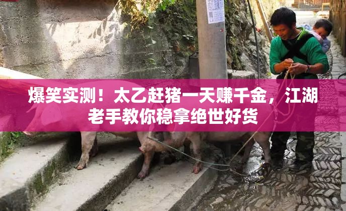 爆笑實測！太乙趕豬一天賺千金，江湖老手教你穩(wěn)拿絕世好貨